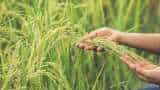 crop insurance rajasthan govt to provide pmfby to 87000 farmers