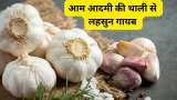 Garlic price hike garlic retail price in mumbai at rs 600 per kg know when prices down