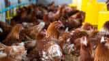 Samekit Murgi Vikas Yojana bihar govt giving  rs 40 lakh subsidy on Murgi Farm Poultry Farming