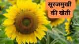 Agri Business Idea sunflower cultivation beneficial for farmers earn more profit know details