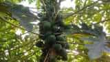 business idea bihar govt giving papaya plant on subsidy to farmers Papita ki Kheti