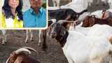 goat bank mann ki baat pm narendra modi goat rearing goat farming kalahandi odisha couple