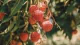 National Research Centre on Litchi muzaffarpur gives litchi farming tips save it from insects know details