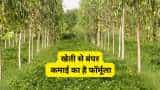 Business Idea start Poplar Tree Farming earn lakh from farming know details