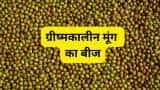 Sarkari yojana haryana government giving 75 percent subsidy on mung bean seeds to farmers check registration date