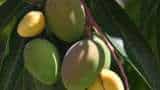 Take these measures to save the mango tree farmers to earn big money