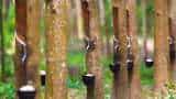Rubber Production Incentive Scheme kerala govt implements revised rubber subsidy