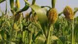 international millets year Millet cultivation boosts incomes of Uttarakhand farmers by 10-20 percent IIM study