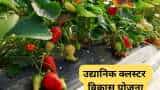 sarkari yojana Horticultural Cluster Development Scheme bihar govt providing subsidy on strawberry lemon amla