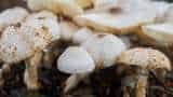 success story sushma devi mushroom farming in palamu district of jharkhand