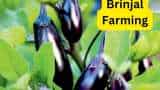 agri business idea how to do brinjal farming in summer and farmers to earn more profit