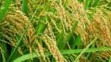 No proposal to resume sale of subsidised rice for ethanol production Food Secretary Sanjeev Chopra