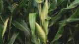 maize cultivation farmers to cultivate with new method earn more profit in less cost know details