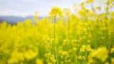 Farmers to become self-reliant in mustard production  mustard procurement on MSP