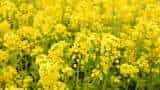 mustard seed production to touch all time high of 12 million tonnes this year sea