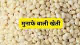 agriculture business idea urad ki kheti farmer to earn more profit in urad cultivation know all details