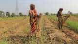 good news for farmers madhya pradesh govt to buy wet wheat crop from farmers know details
