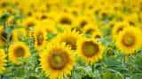 Business Idea Sunflower cultivation beneficial for farmer get double income in 95 days surajmukhi ki kheti