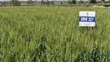 DBW 327 Karan Shivani wheat variety sets new yield records in Punjab and Haryana