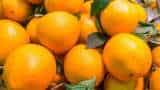 export of oranges squeezed Nagpur region farmers pin their hope on pulp know details