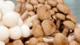 Mushroom Farming bihar government to distribute mushroom kit to unemployed person check details