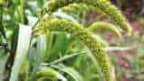 shree anna Foxtail millet farming beneficial for farmers know all details kangani ki kheti