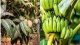sarkari yojana national horticulture mission yojana bihar govt giving subsidy to farmer on banana and mango farming