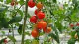 tomato new variety developed for the extreme hot weather conditions in may-june know it special features