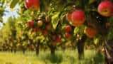 Himachal govt releases Rs 153 crore under Market Intervention Scheme for apple growers