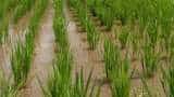 direct sowing of paddy Farmers to sow paddy in these two ways get 3 big benefits profits to increase
