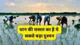 kharif crops weed is biggest enemies of paddy crop know how to control it and get bumper production of rice