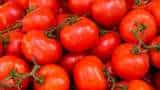 hybrid tomato As tomato prices soar over Rs 80 kg ICAR hybrids offer hope for market stability