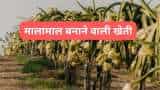 sarkari yojana bihar govt providing rs 3 lakh subsidy on dragon fruit farming dragon fruit ki kheti