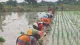 paddy crop 86 percent of paddy fields in Jharkhand become barren due to deficient rains