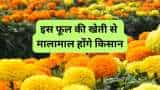 sarkari yojana bihar govt giving rs 28000 to farmers for marigold flower cultivation gedna phool ki kheti know all details