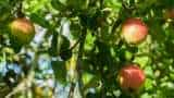 success story varanasi farmers get apple farming idea from youtube video now cultivation more than 500 apple tree