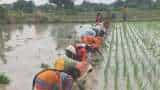 Kharif sowing of Paddy Pulses Shree Anna Oilseed Sugarcane crosses normal area Kharif crop sowing exceeds 1087 lakh hectares