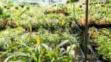 agri business Earn lakhs by making nurseries rajasthan government giving 50% subsidy apply here