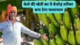 Tissue Culture Banana Farming bihar govt giving rs 62500 subsidy to farmers check details