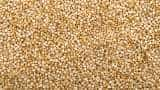 rajasthan govt promoting millets cultivation distribute 880000 seed minikit