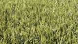 mp govt to buy Paddy-Millets on msp from farmers registration starts from 19 september 2024