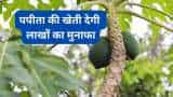 subsidy news bihar govt giving rs 45000 subsidy on papaya farming know all details