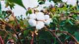 gujarat sees White Gold cotton cultivation rise by 9 lakh hectare in two decades 