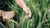 Save the paddy crop from stem borer bunki and blight agricultural scientists gave this advice to farmers