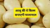 subsidy news farmers to earn in lakhs by Kufri Chipsona 1 Potato bihar govt giving 75 percent subsidy on seeds check details