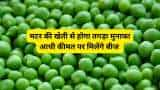 sarkari yojana bihar govt giving 50 percent subsidy on green pea seed to farmers know how to apply