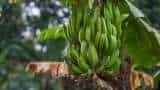 banana farming beneficial for farmers in bihar know banana variety