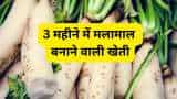 success story haryana farmers earns rs 50000 in just 3 months by radish cultivation know details