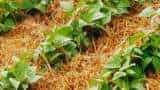 make grass mulching to keep farm moist get more benefits