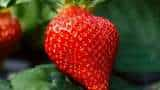 Success story mp farmer earns over rs 1 crore per year by strawberry farming know all details